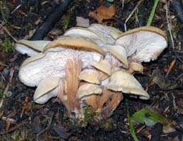 Lentinellus cochleatus.